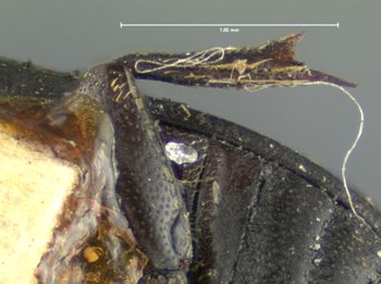 Media type: image;   Entomology 8103 Aspect: hind tibia